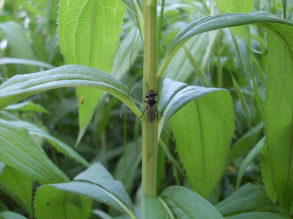 stratiomyidae ?